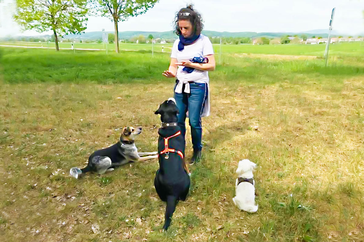 Annette trainiert ihre drei Hunde